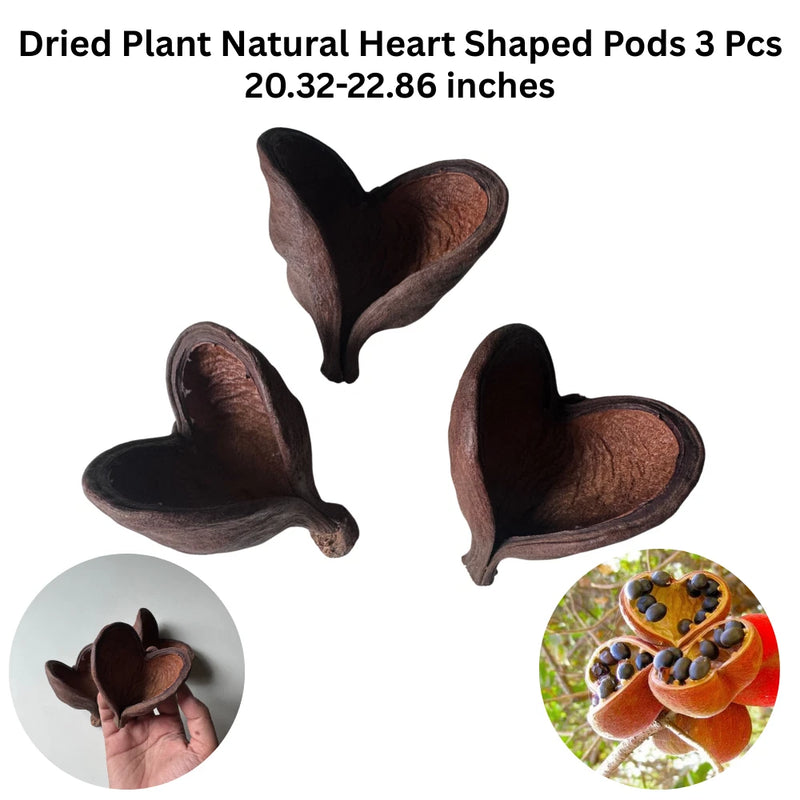 Set of 3 dried heart-shaped plant pods, dark brown with lighter interior