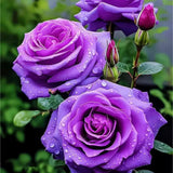 20pcs Rare Purple Rose Seeds - Ideal for Home Gardens, Easy Germination. Garden Plants