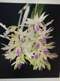 ORCHID PLANTS Dendrobuim Amethystoglossum 2 stem bare root Orchids