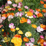 Ballerina Mix California Poppy Seeds | Heirloom / Non-GMO | Free Shipping | 1226 Roses