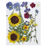 Dried Pressed Flowers Assorted Natural Leave Real Pressed Flowers Multicolor Dried Flower