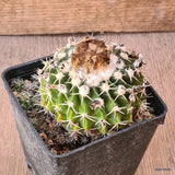 D5591 WIGGINSIA SESSILIFLORA pot9-H6-W8 cm MaMa Cactus Green Plant