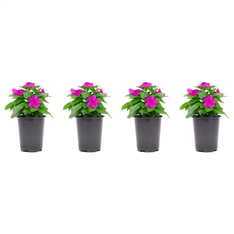 1.38 Pt. Vinca Cora Periwinkle Plant Orchid Purple Flowers in 4.5 In. Grower'S P Orchids