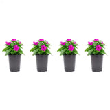 1.38 Pt. Vinca Cora Periwinkle Plant Orchid Purple Flowers in 4.5 In. Grower'S P Orchids