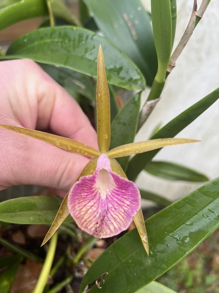 Purple orchid flower with yellow pointed petals and green leaves, held by hand