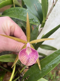 Brassavola Hybrid ~~C. clormaniana x E . nodosa Orchids