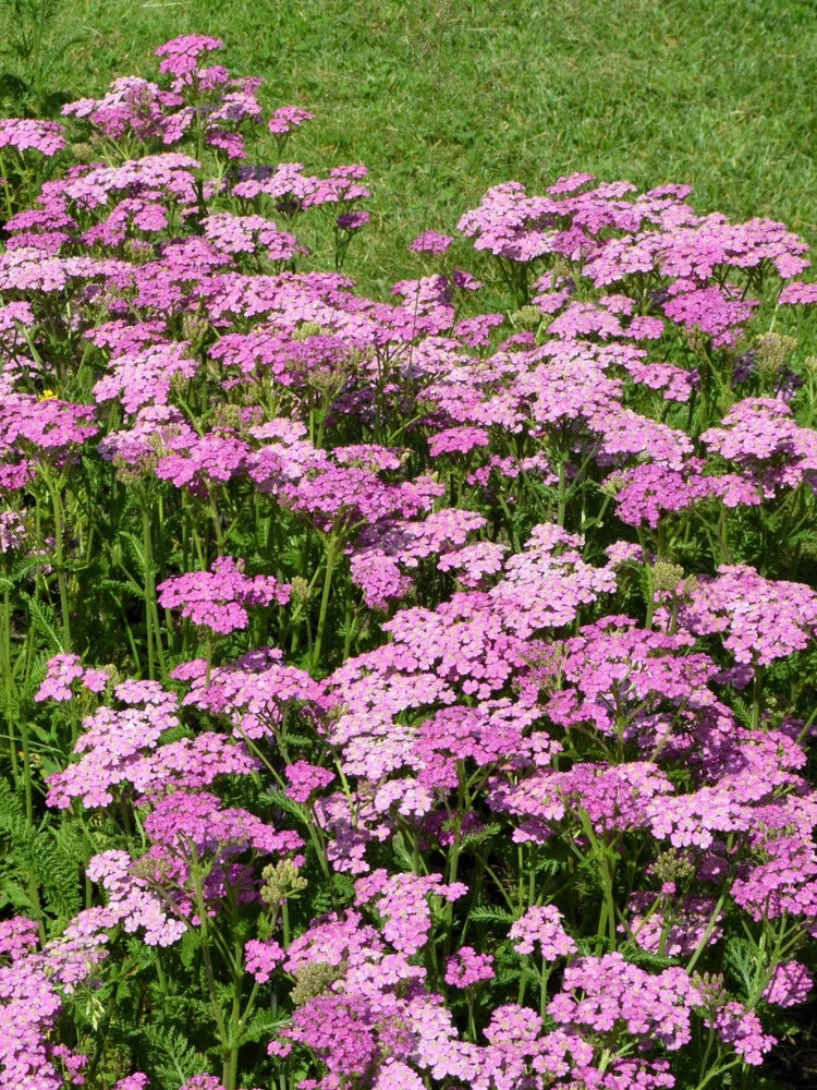 250 PINK Cerise QUEEN YARROW Achillea Millefolium Flower Seeds Flowering Plants