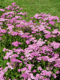 250 PINK Cerise QUEEN YARROW Achillea Millefolium Flower Seeds Flowering Plants