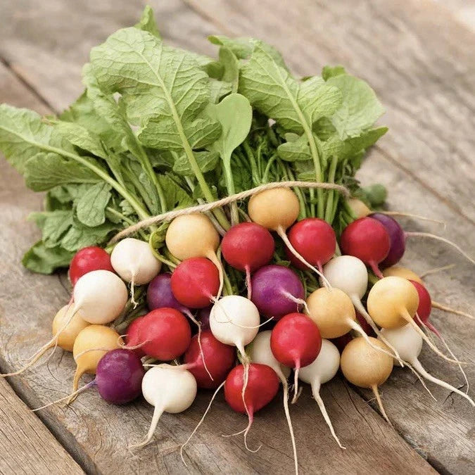 200 Rainbow Radish Seeds | Mix Radishes Seeds-Garden Vegetable Seed-Non-GMO Garden Plants