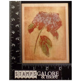 PAPER INSPIRATIONS RUBBER STAMPS SN10295 HYDRANGEA FRESCO CRACKLE BOTANICAL #112 Hydrangea