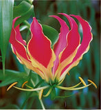 Gloriosa Rothschildiana Glory Vine 10 Seeds, Climbing Flame Lily Flowering Plants