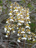 Tolumnia bahamensis, Rare Florida Native Species LARGE Plant Orchids