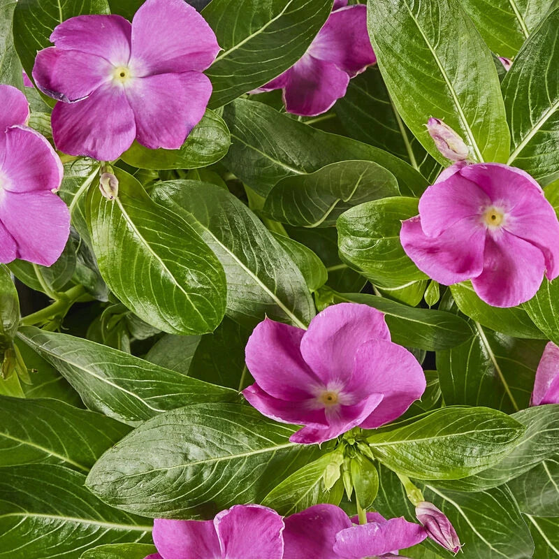 VINCA SUNSPLASH ORCHID GL 500 SEEDS Orchids