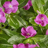 VINCA SUNSPLASH ORCHID GL 500 SEEDS Orchids