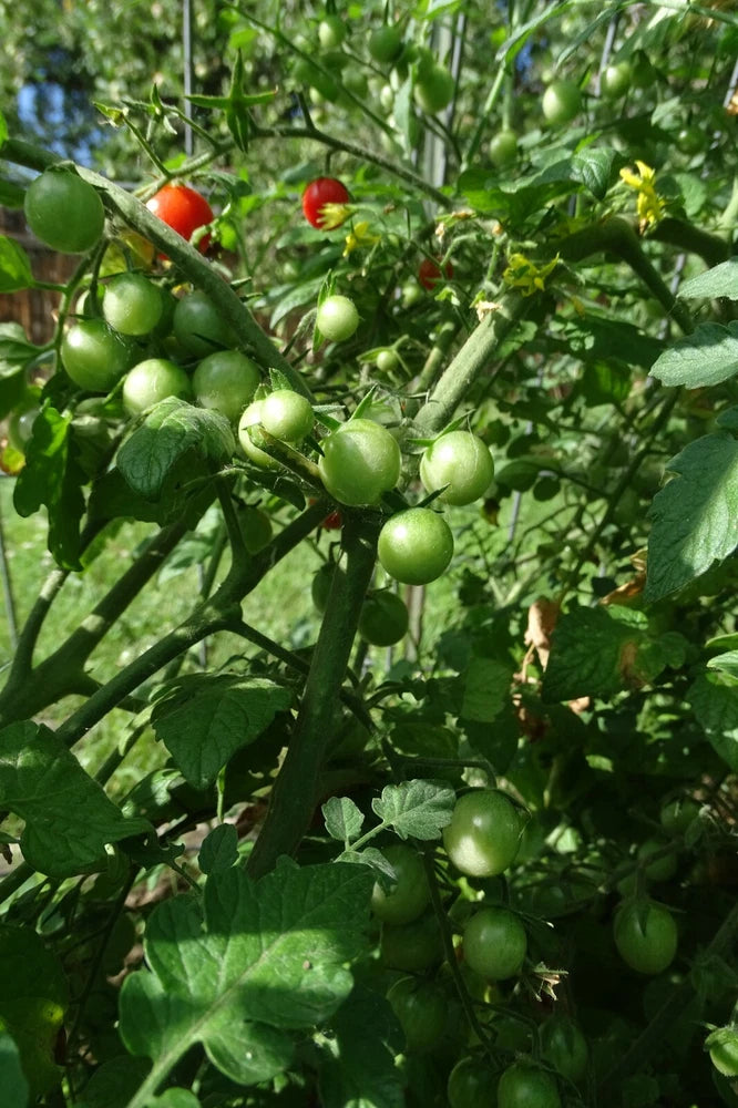 Gift Cherry Tomato - very productive dwarf variety Garden Plants