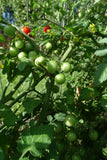 Gift Cherry Tomato - very productive dwarf variety Garden Plants