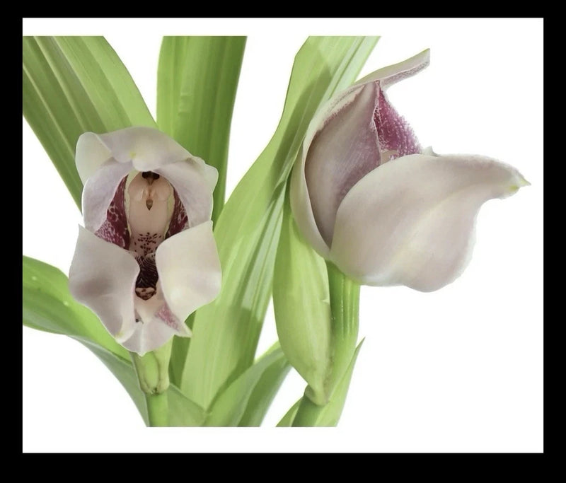 Pink and white orchid hybrid with two blooming flowers on green leaves