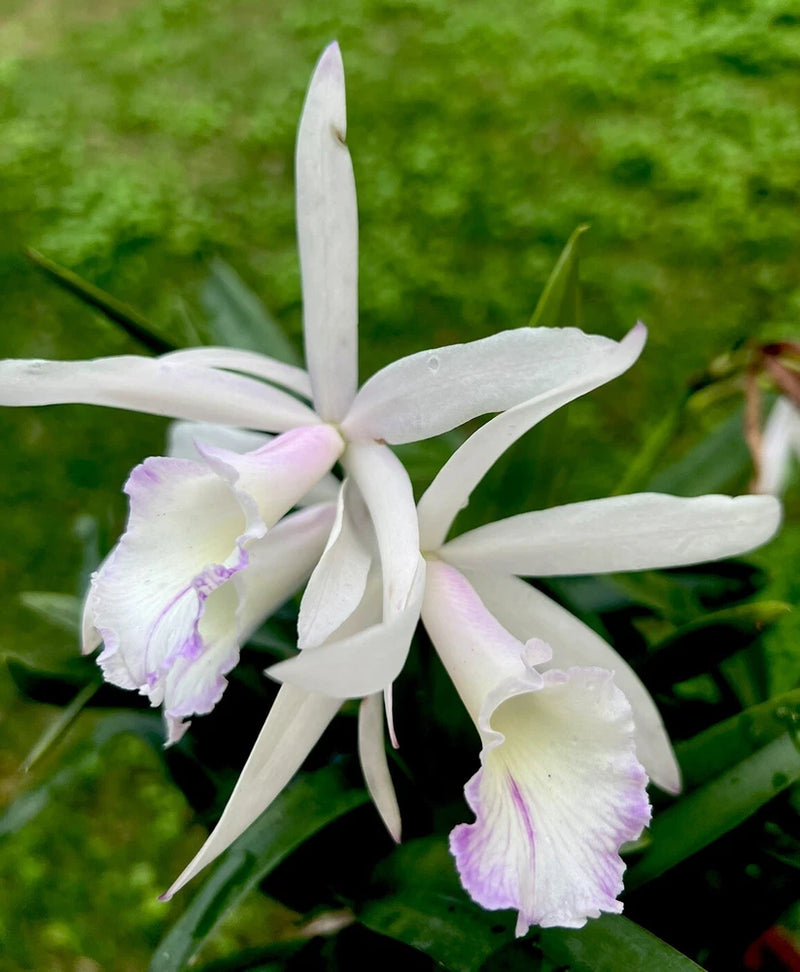 White orchid with pale purple center and fringed petals, on green leaves