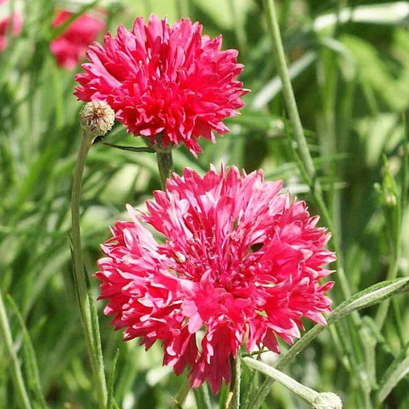 250+ BACHELOR BUTTON TALL RED CORNFLOWER FRESH HARVEST FOR GARDENS Garden Plants