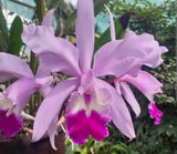 Huge Cattleya Intermedia Gigas Live Orchid Potted Plant Pink Houseplant Orchids