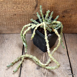 D4532 EUPHORBIA CLIVICOLA pot12-H37-W18 cm MaMa Cactus Green Plant