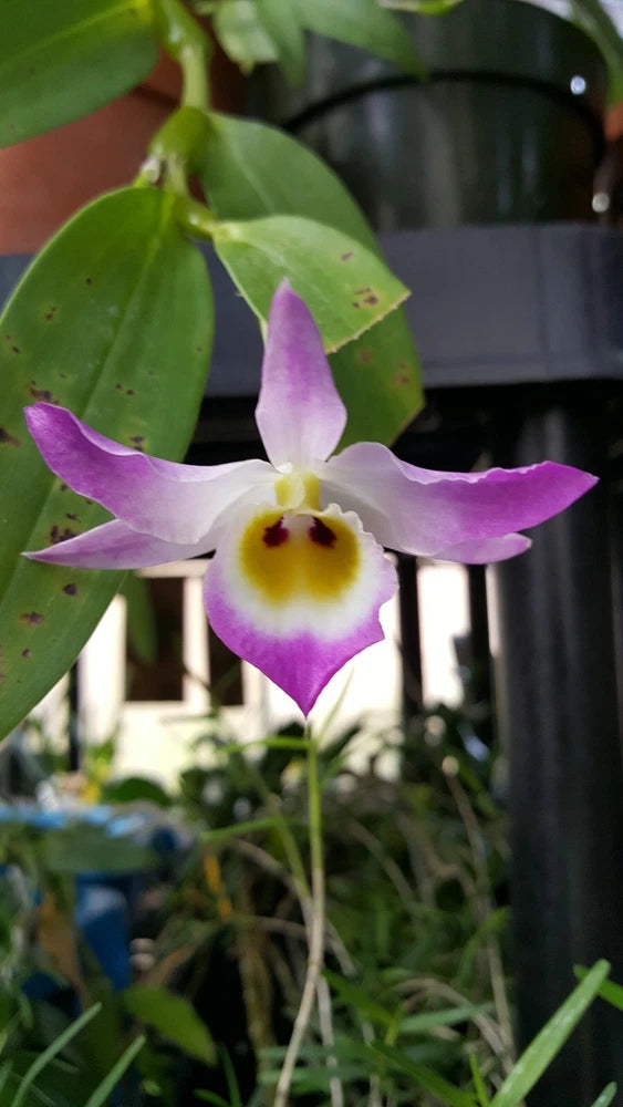 Purple-and-white orchid flower with yellow center on leafy green plant
