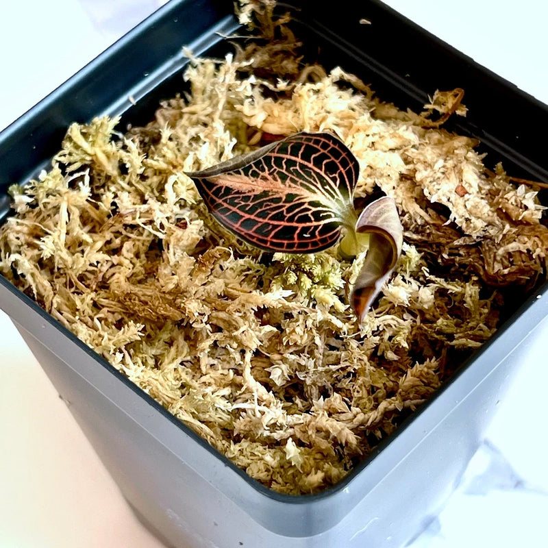 Jewel orchid plant leaf in growing medium, dark brown with gold net veining