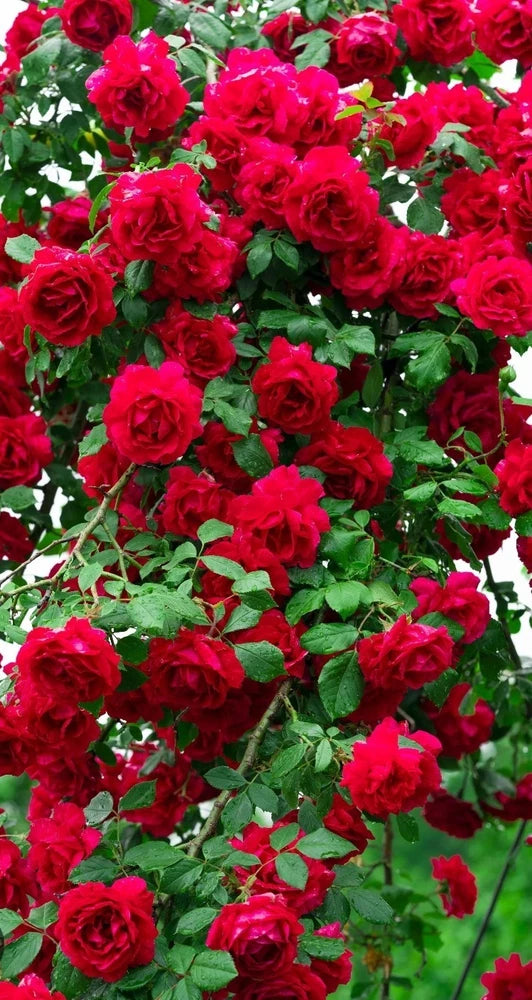 Red climbing rose cuttings with full blooms and green leaves