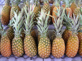 15+ Abacaxi Pineapple Seeds for Garden Planting - USA - FREE SHIPPING! Garden Plants