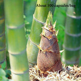 Giant Green Moso Bamboo Seeds Edible Bamboo shoots Garden Plant 1 Bag Green Plant