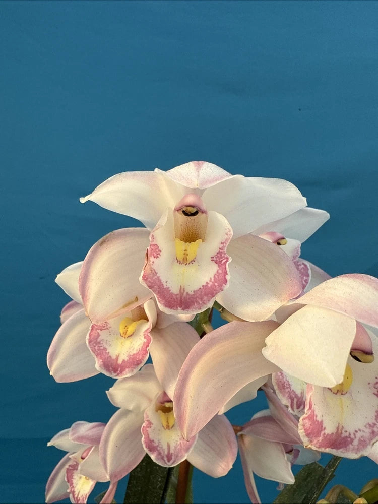 White orchid blooms with pink and red speckled centers