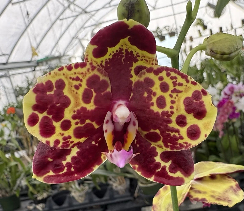 Dark maroon and yellow spotted Phalaenopsis orchid flower with green leaves