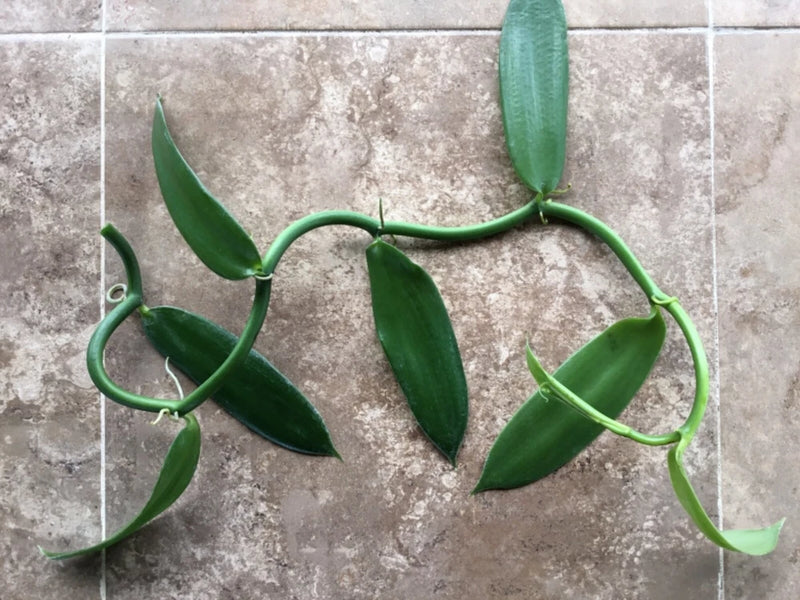 Vanilla planifolia orchid plant cutting with green vine and narrow leaves