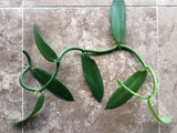 Vanilla Planifolia Orchid Plant 30 Inch  Cutting from Central Puerto Rico Orchids