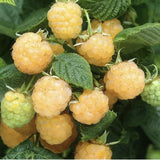 25 Golden Raspberry Seeds Berry Garden Vine Fruit USA Homegrown Edible Medicinal Garden Plants