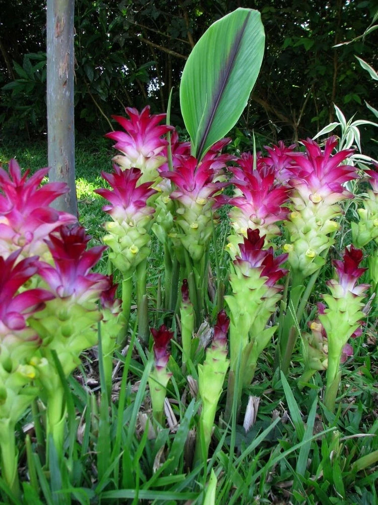 Curcuma red flower plant with bright pink blossoms and green leaves