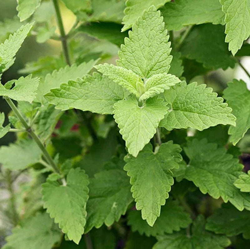 3 Live Catnip Plants Ð 2Ð6" Tall Ð No Pot Ð Aromatic Perennial Garden Herb Garden Plants