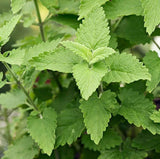 3 Live Catnip Plants Ð 2Ð6" Tall Ð No Pot Ð Aromatic Perennial Garden Herb Garden Plants