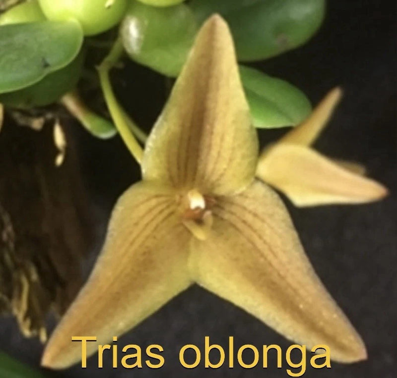 Trias oblonga Mounted Bloom size Orchids