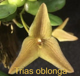 Trias oblonga Mounted Bloom size Orchids