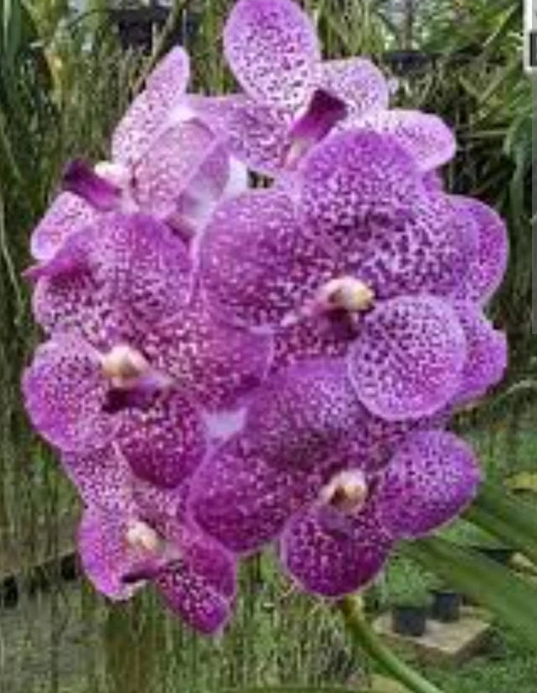 Vanda Orchid Purple Flowering Broadleaf Potted Live Plant Indoor Outdoor Orchids