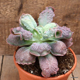 D3961 ECHEVERIA LINGUAS pot17-H14-W20 cm MaMa Cactus Green Plant