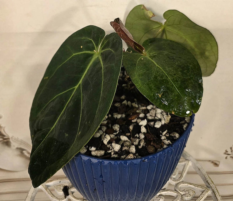 EFG Orchids orchid plant in blue pot with dark green heart-shaped leaves