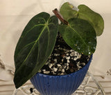 Anthurium Titanervium (by EFG Orchids) Orchids