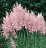 Pampas Grass- Pink- 4 Plugs Pampas Grass