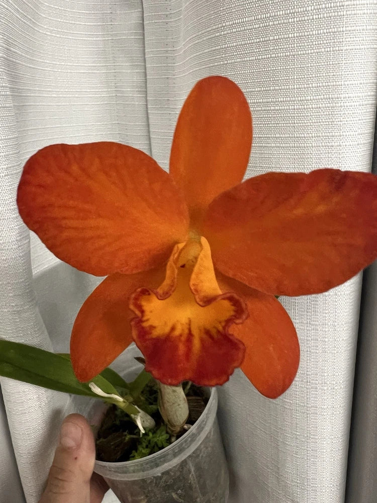 Orange orchid bloom with yellow center in small gray pot