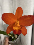 Rth. Shinfong Orange ÒMichael TibbsÓ Orchids