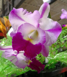 (477-3)Robert's Choice Dee    NBS Orchids