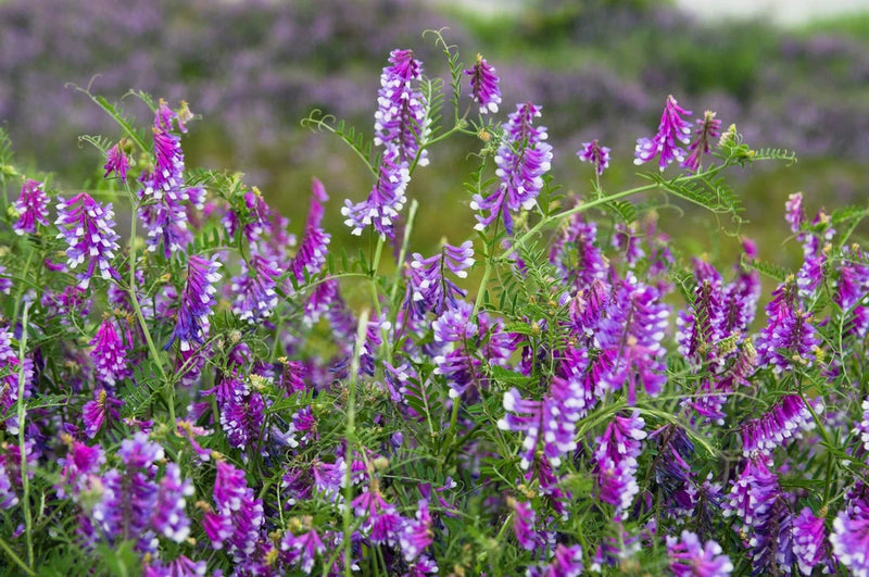 100 HAIRY CROWN VETCH (Russian Vetch) Vicia Villosa Flower Vine Seeds Flowering Plants