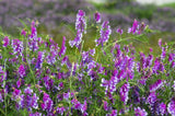 100 HAIRY CROWN VETCH (Russian Vetch) Vicia Villosa Flower Vine Seeds Flowering Plants
